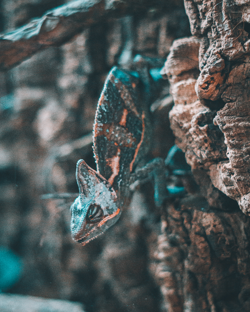 Close up of a chameleon on a rock