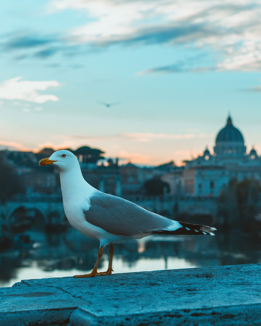 Close up of seagull with St. Peter's Basilica in the background