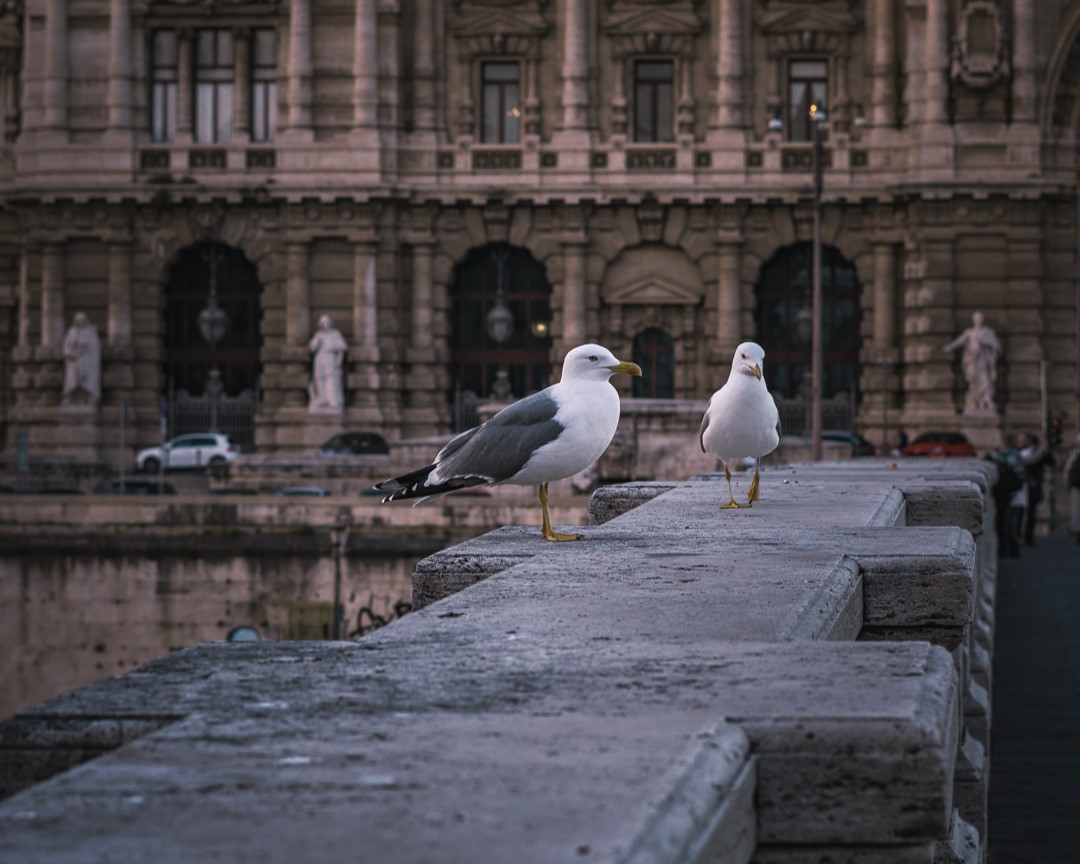 Seagulls on a bridge in Rome