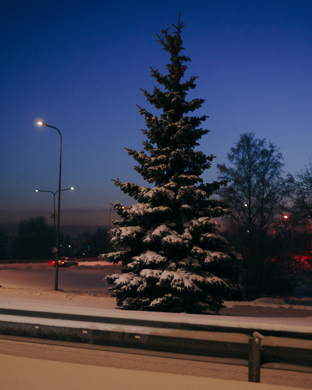 tall snowy fur tree